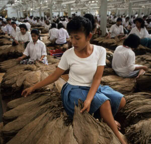 Indonesia Java Jember, tobacco factory, women sort and grade tobacco leaves which are used for cigars